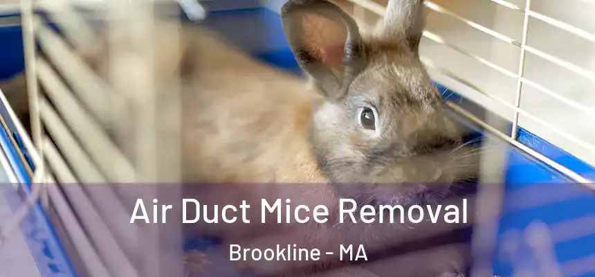Air Duct Mice Removal Brookline - MA