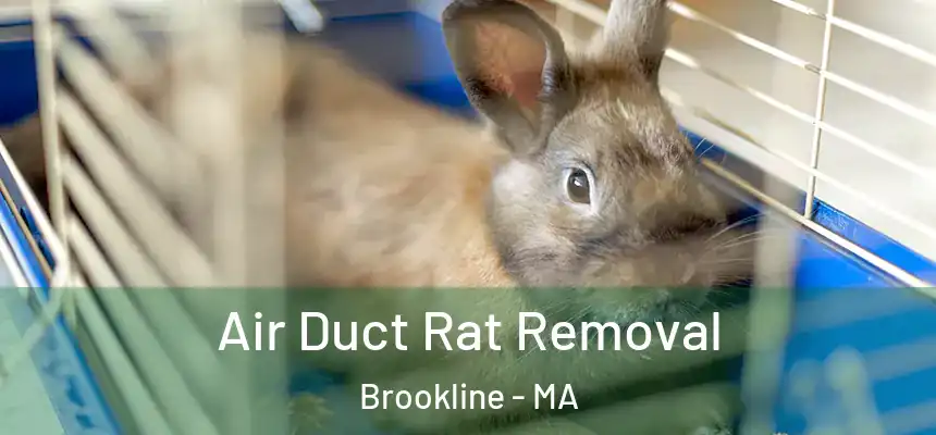  Air Duct Rat Removal Brookline - MA